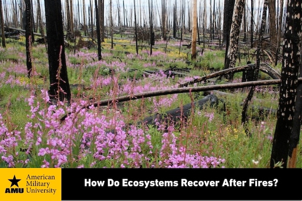 ecosystems recovering after fires